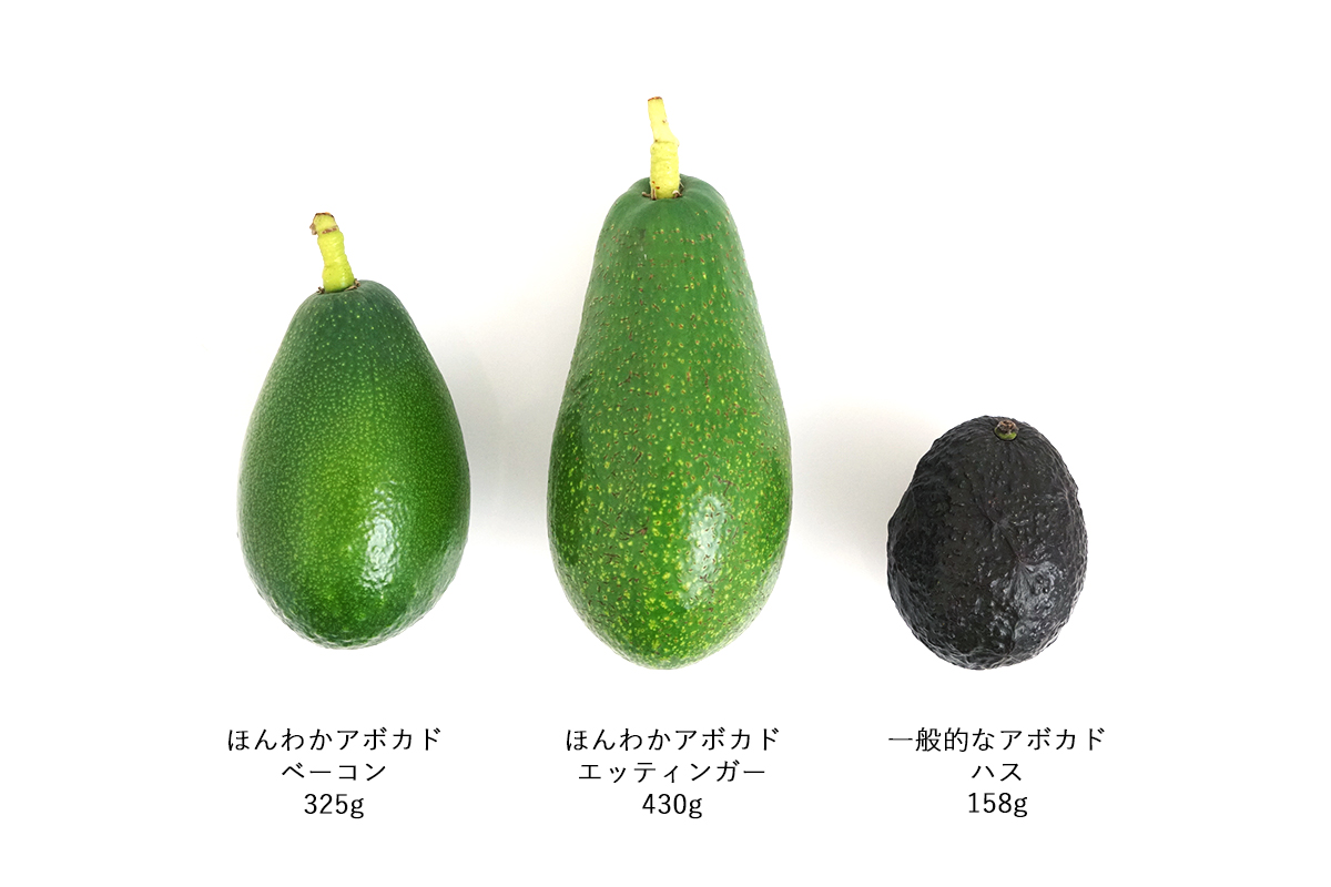 アボカド、国産アボカド、ほんあかアボカ