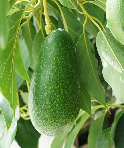 ほんわかアボカド 国産アボカド ベーコンなど各種 KOBE avocado farm