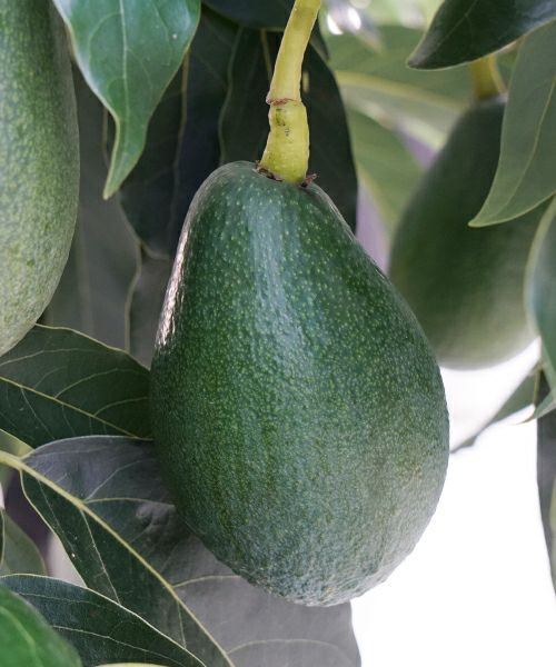 ほんわかアボカド 国産アボカド ベーコンなど各種 KOBE avocado farm