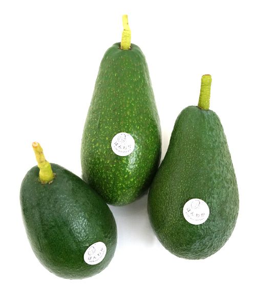 【国産アボカド】　アボカド苗　品種　ベーコン　希少 国産アボカド（ベーコン種）1．5kg : アボカドの橋爪農園 - 通販